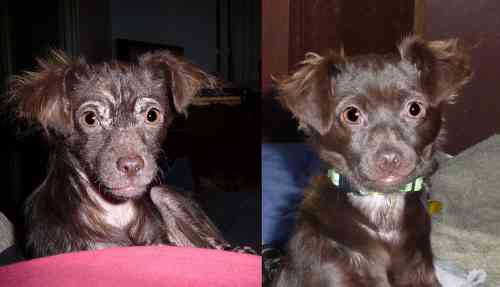 Demodex bij een hond voor en na de behandeling