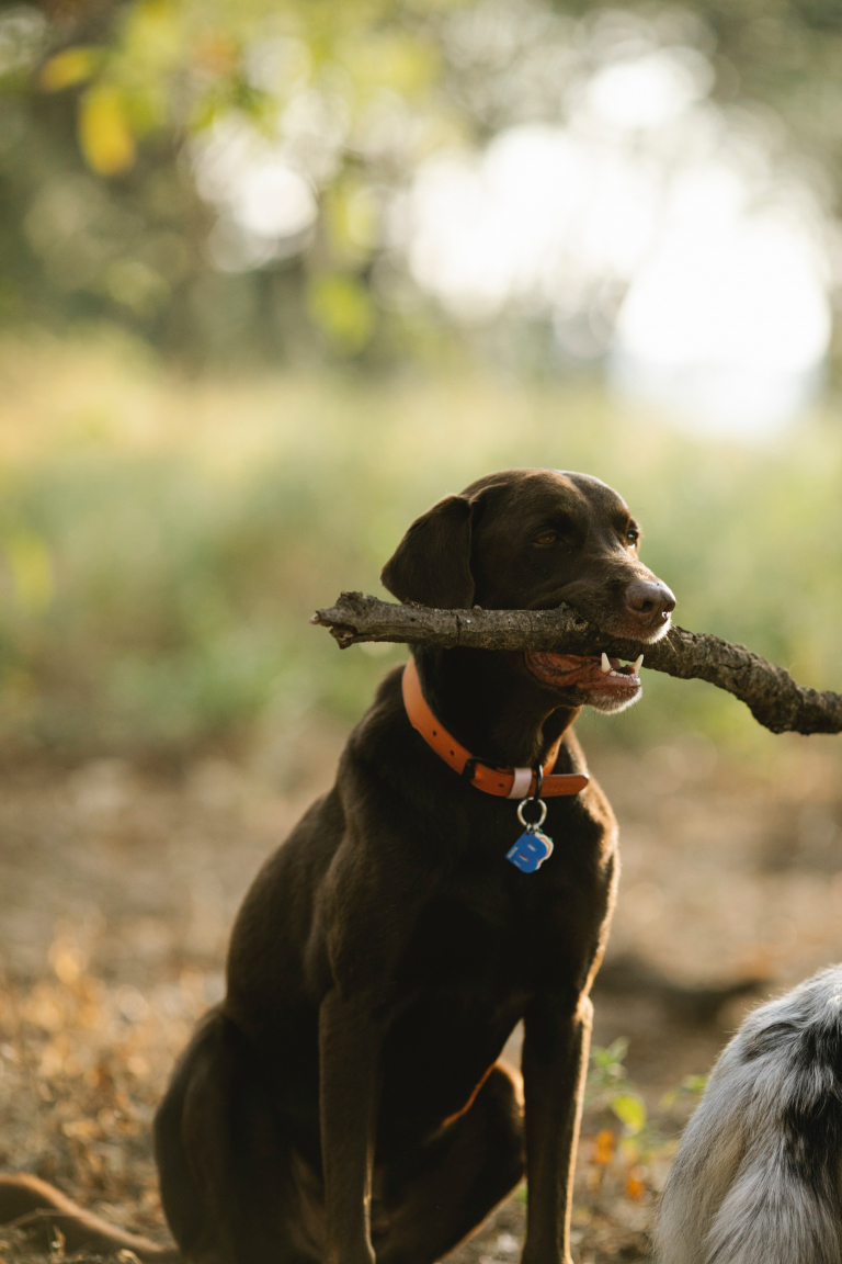 Spelen met een tak zorgt regelmatig voor een kleine of grote wond in de mond van een hond