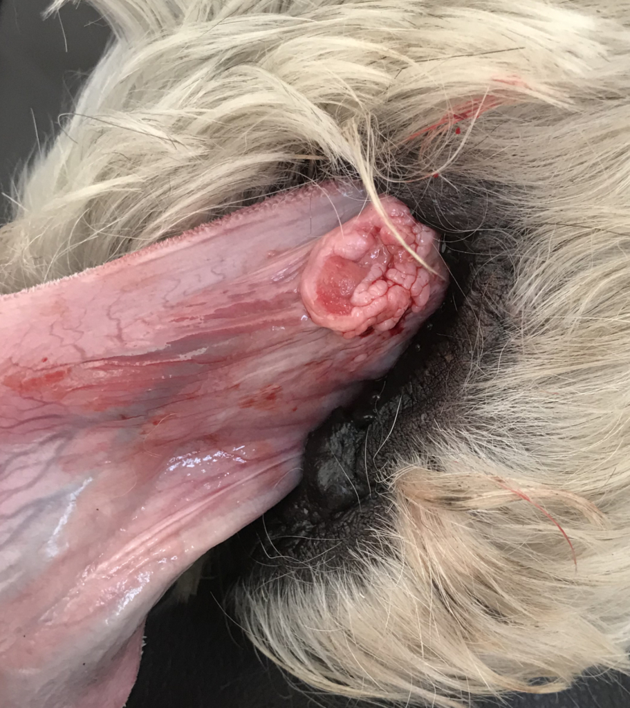 Bult onder de tong van een hond
