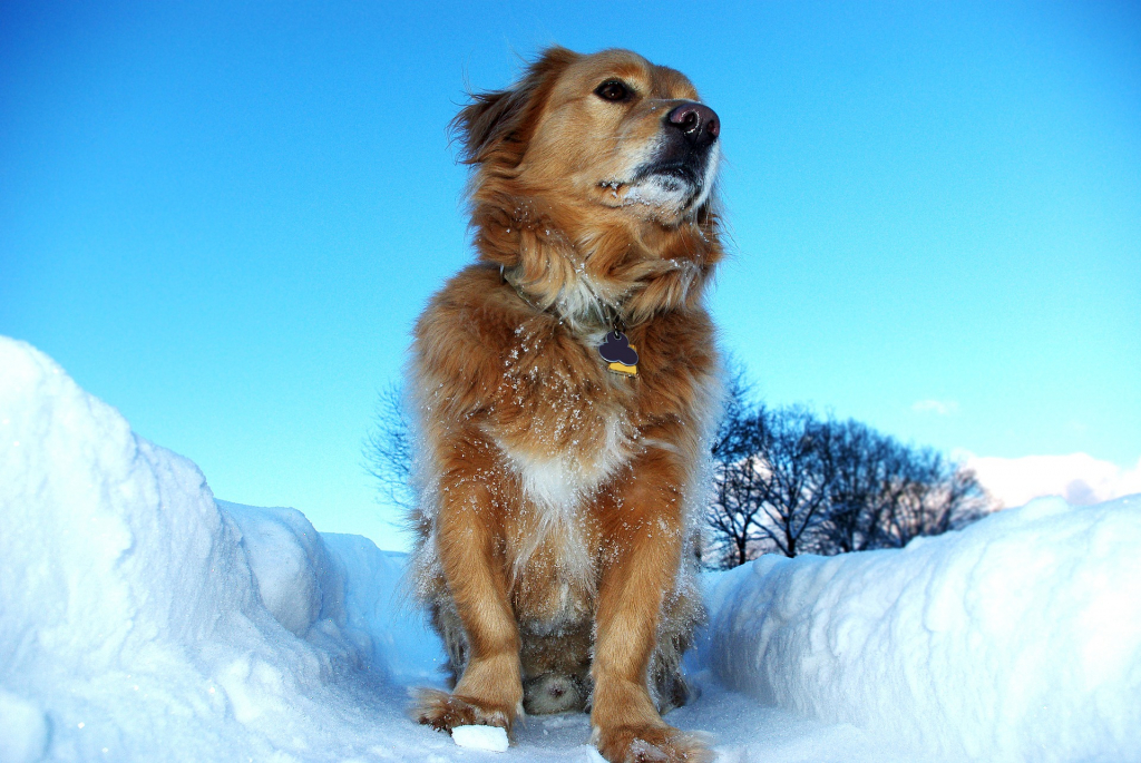 Hond in de sneeuw. Het strooizout kan zijn voetzooltjes aantasten.