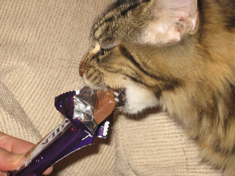 Chocolade vergiftiging komt bij katten minder vaak voor. Zij vinden chocolade over het algemeen minder lekker.