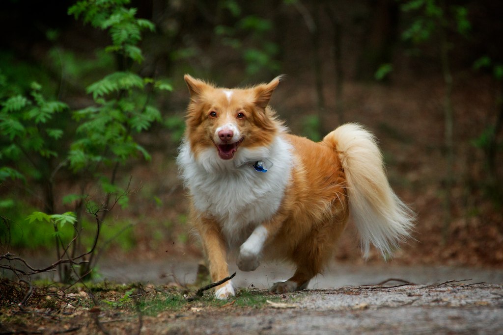 DNA onderzoek voor rasbepaling: test gedaan voor onze hond Tukker