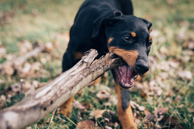 Hond sleept met een tak. Een houtsplinter kan de oorzaak zijn van een ontsteking in de bek.