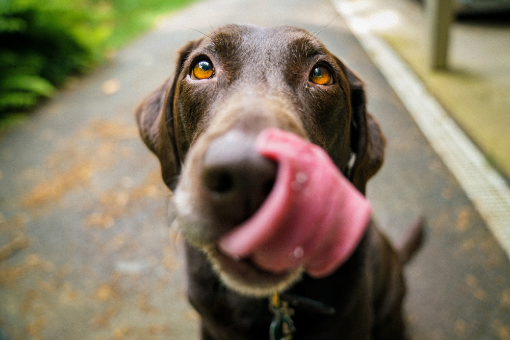 Chocolade vergiftiging: vooral bij honden die stiekem eten durven stelen.