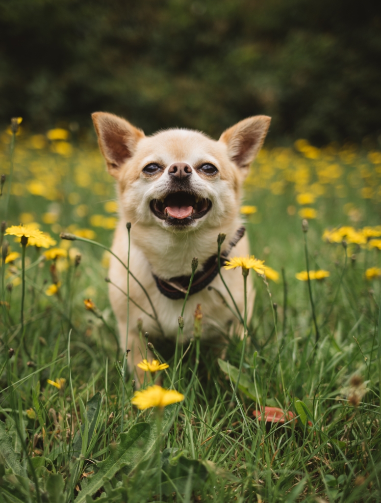 Chihuahua's hebben vaak last van reverse sneezing