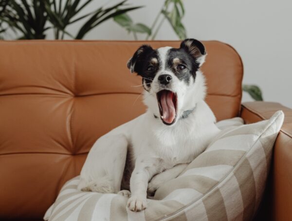 Keelontsteking Bij De Hond - Hoe Kun Je Dit Verhelpen?