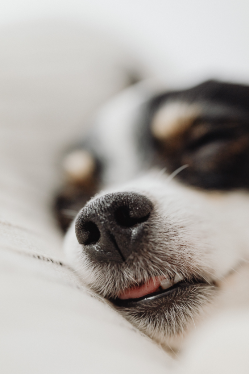 waar dan ook zonsopkomst Lenen Pijnstillers voor de hond - Dierenkliniek Online