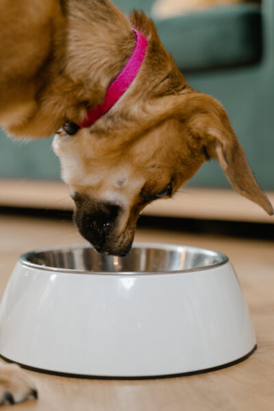Hond met keelontsteking kan nog wel gewoon eten doorslikken.