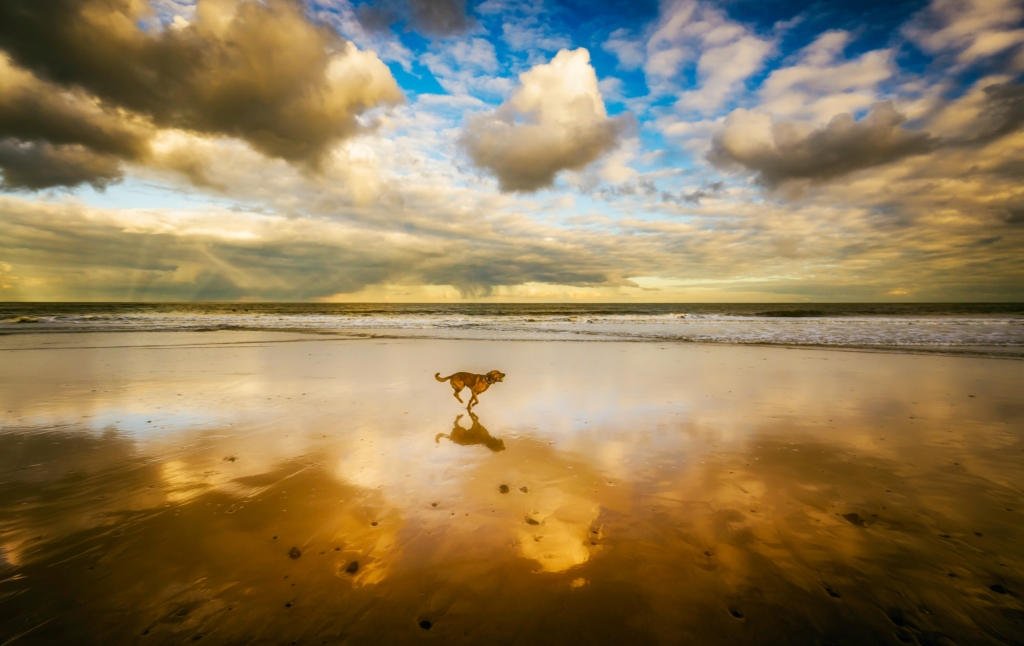 Afscheid van een huisdier: hond rent over het strand