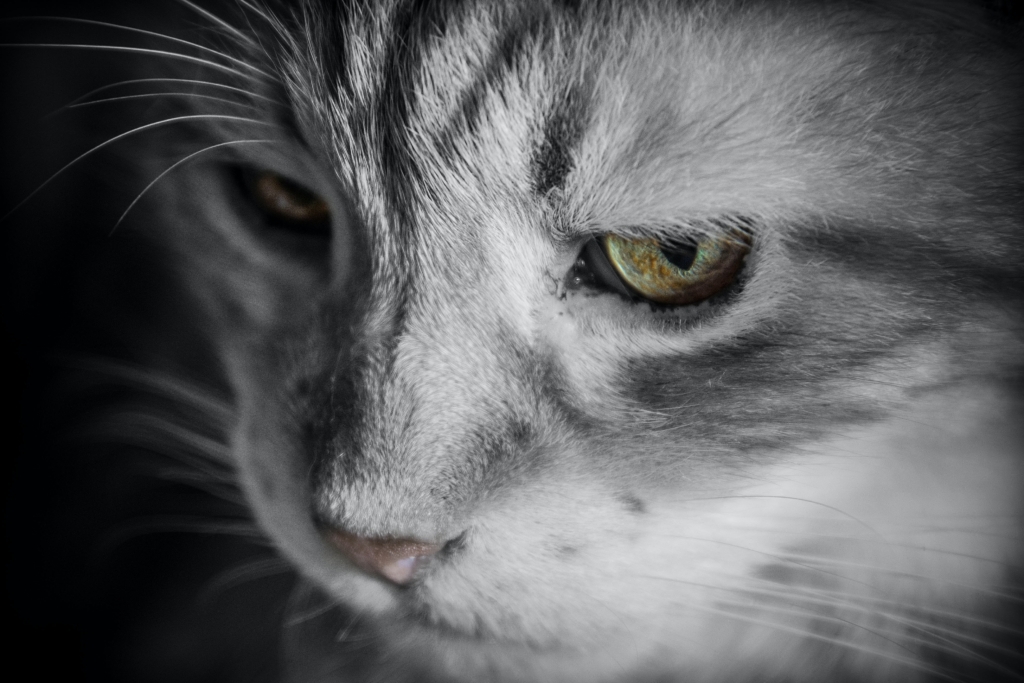 Close-up van een kat