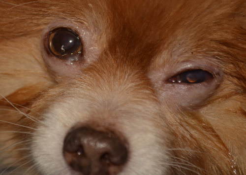 Nattige of etterige ooguitvloei bij een oogontsteking bij de hond. De hond knijpt zijn oog dicht van pijn.