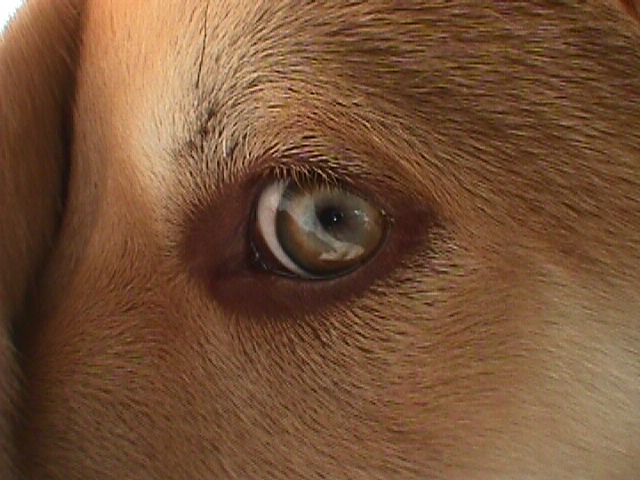 Een normaal hondenoog: pupil, iris en oogwit
