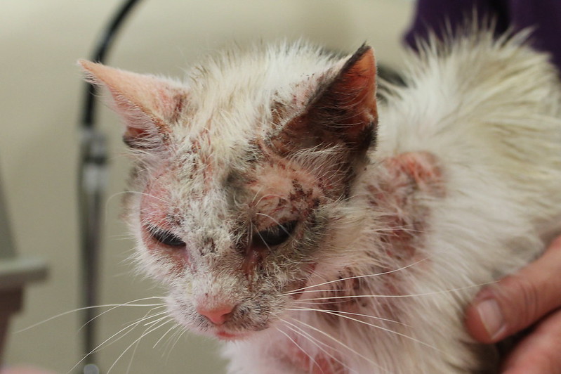 Ernstige huidklachten bij een kat met een voedselallergie