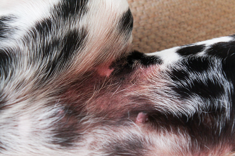 Voedselallergie: bij een hond erge huidklachten.