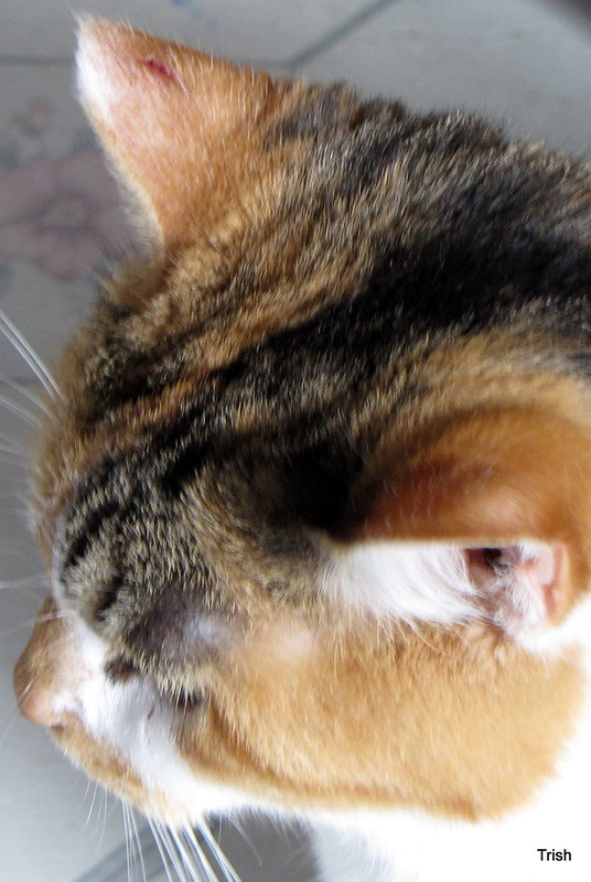 Deze kat heeft een dikke bult boven zijn oog zitten.