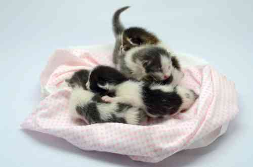 Nestje jonge, pasgeboren kittens