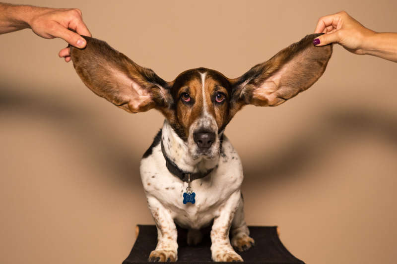 Hond met enorme oren