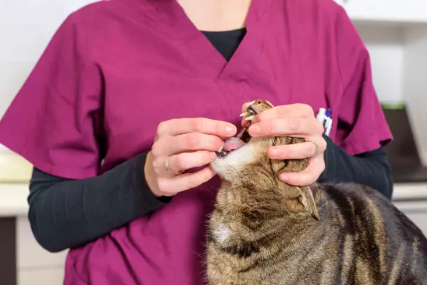 Dierenarts geeft een kat een ontwormingstablet