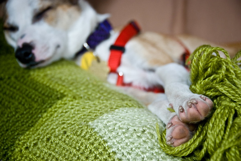Probleem aan de poot van uw hond
