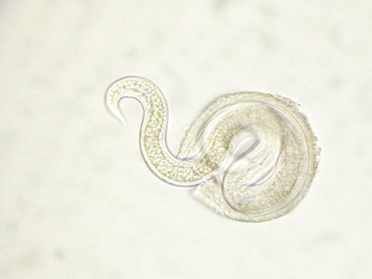 worm larve die uit het eitje komt.