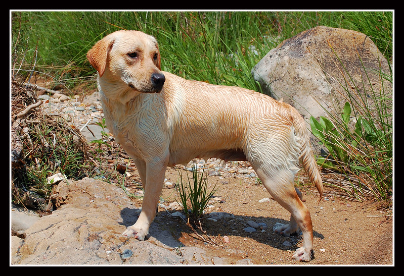 Romp hond