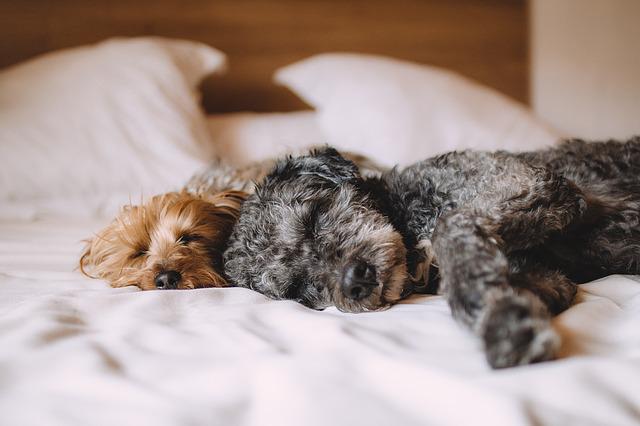 Rust is de beste remedie tegen rugpijn. Deze honden nemen hun rust serieus.