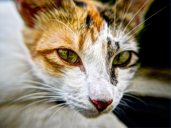Hyperthyroidie: een verhoogde schildklier waarde bij de kat zorgt ervoor dat katten vermageren.