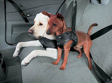 Hond op vakantie: honden zitten op de achterbank veilig in de gordel.