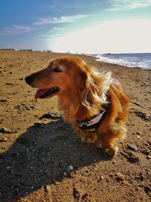 Hond geniet van zon, zee en strand.