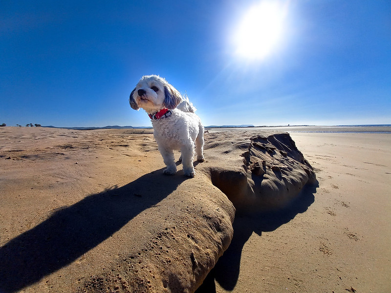 Huihond geniet van het zonnige strand tijdens zijn vakantie.