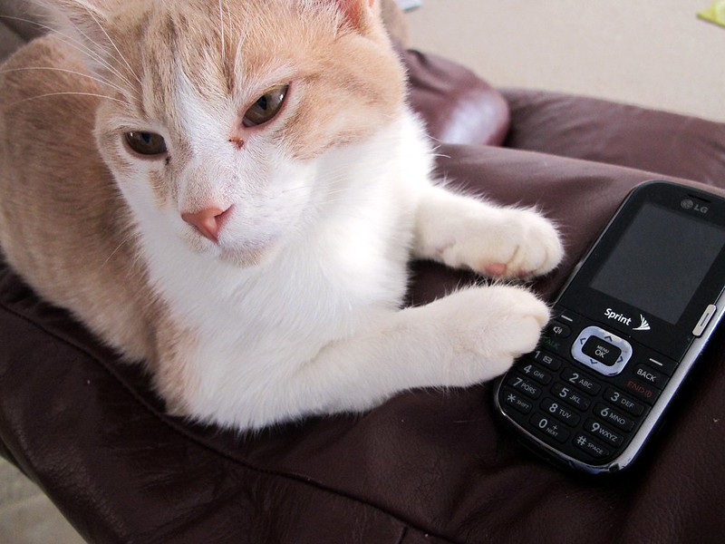 Chip hond of kat registreren kan ook makkelijk via de telefoon.