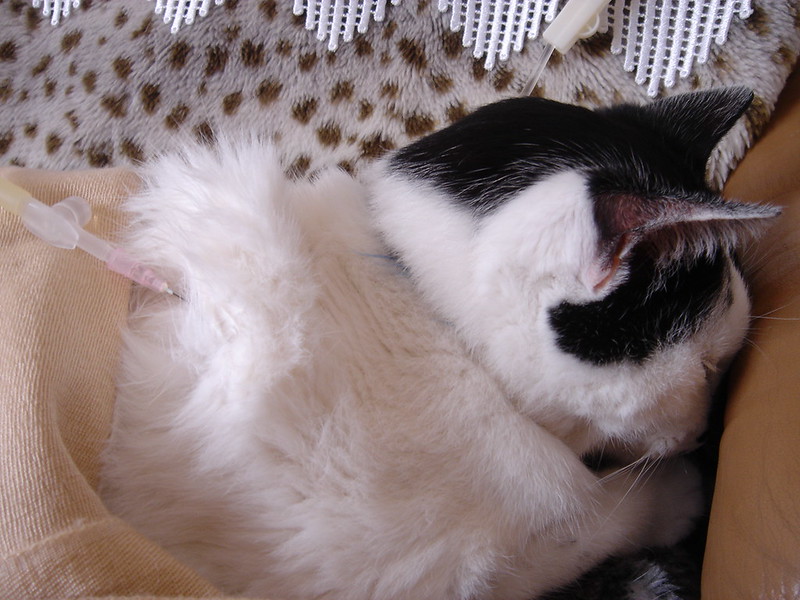 Nierfalen bij de kat: onderhuids infuus.