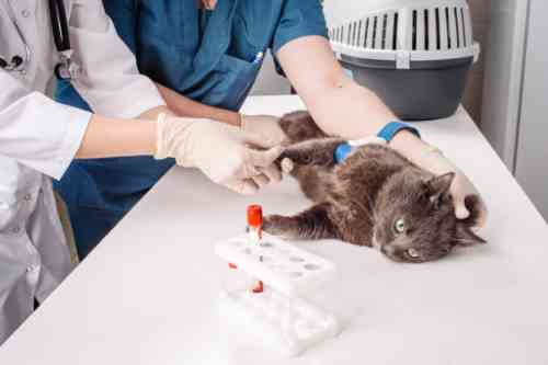 er wordt bloed bij een kat afgenomen om nierfalen vast te stellen.