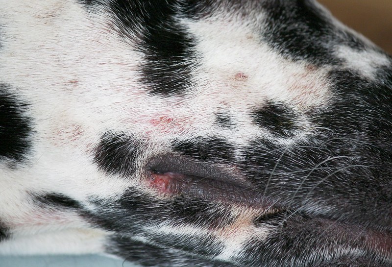 huidontstekingen rond de bek als gevolg van een atopie bij een hond