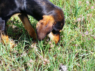 Hond gaat vaak eerst gras eten als hij de kans krijgt voordat hij gaat overgeven.
