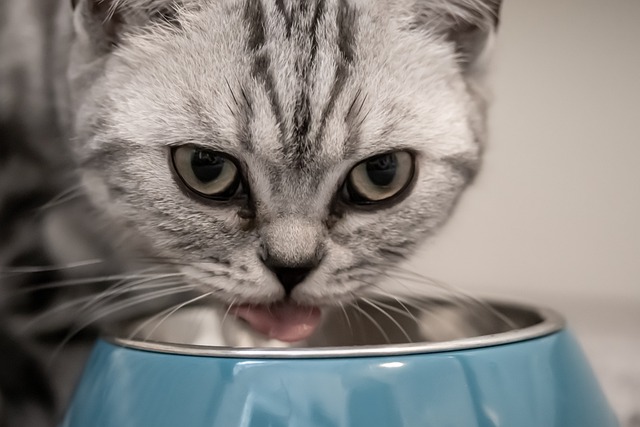 Speciaal voer is soms nodig om langdurig overgeven bij een kat tegen te gaan.