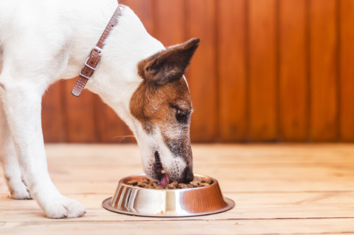 Hond eet een speciale voeding voor zijn voedselallergie.