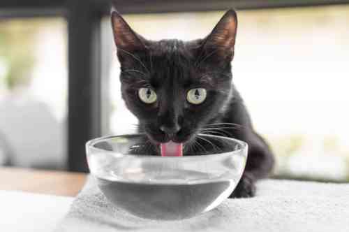 Kat drinkt water terwijl hij intensief in de camera kijkt.
