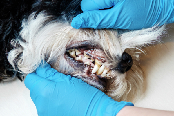Tandsteen op de tanden van een hond.