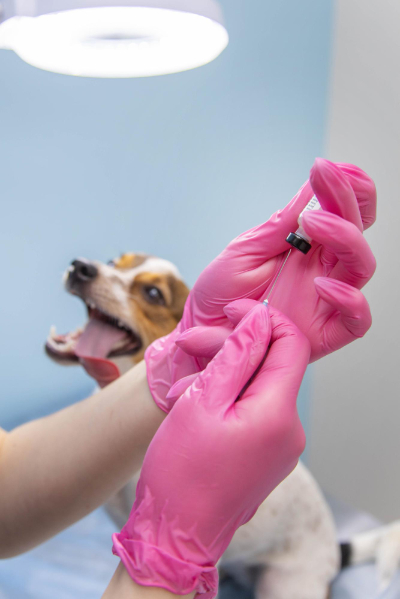hond wordt gevaccineerd.