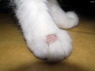 Huidschimmel bij een kat. Het geeft vaak ronde, schilferige letsels.