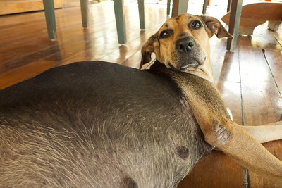 Een hond met een dikke buik.