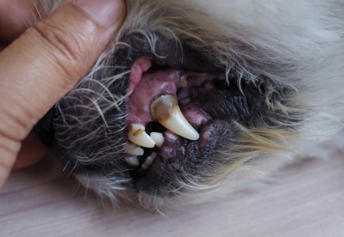Hond stinkt uit bek als gevolg van tandsteen