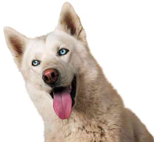 Siberische husky met blauwe vlekken op zijn tong.