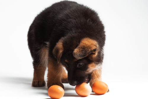 De juiste voeding voor je hond bevat ook hoogwaardige eiwitten. Op deze foto heeft een pup eieren in zijn bekje.