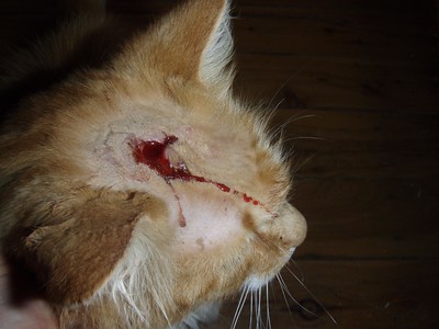 FIV wordt overgedragen van kat op kat via wonden.