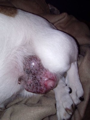 Tumor op de buik van een hond