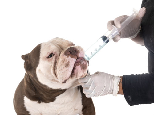 Zieke hond krijgt water in zijn bek gespoten zodat hij niet zal uitdrogen.