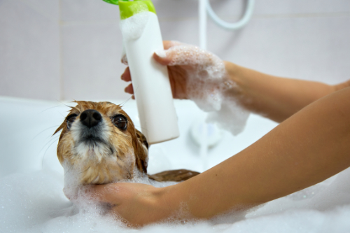 Hond wordt gewassen met een shampoo die zijn huid tot rust brengt.