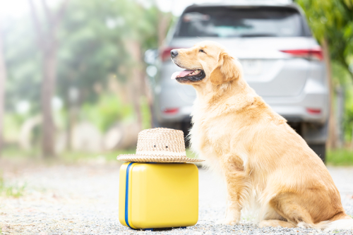Op reis is het ook handig om het hondenvoer te kunnen kopen.
